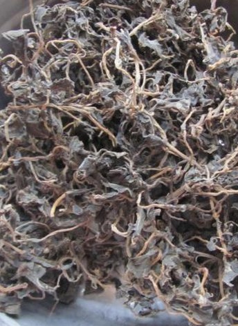 馬齒莧 馬絲莧