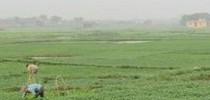 馬齒莧種植基地